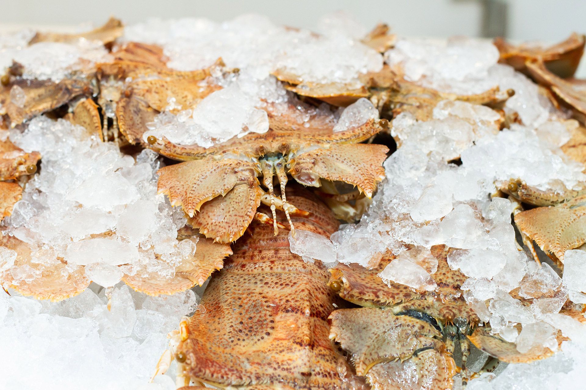 Photo-moreton-Bay-Bugs-on-fish-display.jpg